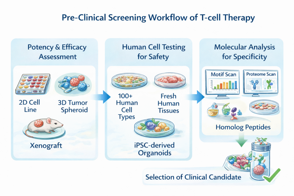 preclinical screening for t cell therapy 20 jan 2026