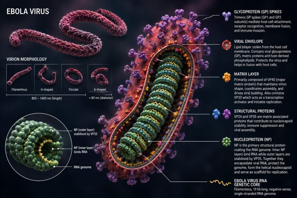 Ebola Virus VP24 and VP35 Interactions Reveal New Antiviral Drug Targets chatgpt image may 19, 2026, 02 34 05 pm