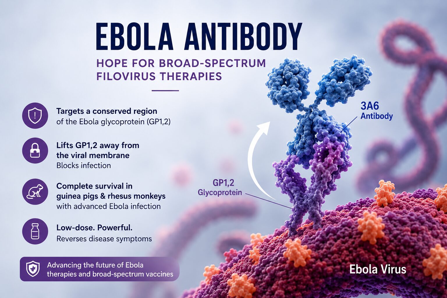 Ebola Antibody