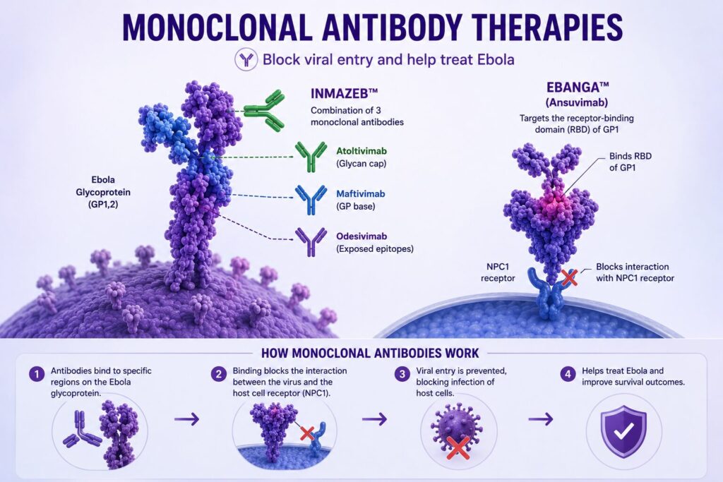 New Low-Dose Ebola Monoclonal Antibody Offers Hope for Future Broad-Spectrum Filovirus Therapies chatgpt image may 25, 2026, 10 53 24 am